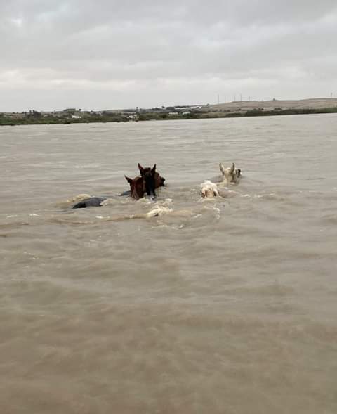 Thirty-five wild horses have been rescued from the flooded waters of the Orange River.