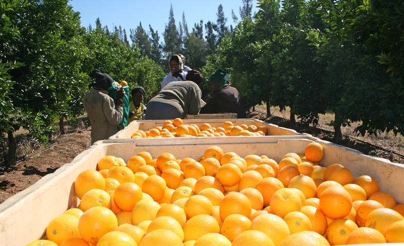 The Citrus Growers' Association says it will continue to engage with stakeholders to mitigate the impact of the Russia-Ukraine conflict on the industry