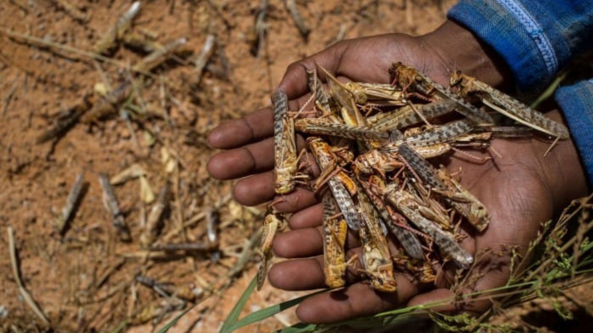 Western Cape Department of Agriculture made R5 million available to fight off a devastating locust plague