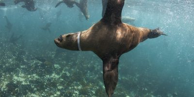 WATCH: ‘Saving Seals’ film wins Grand Prix at International Tourism Film Festival