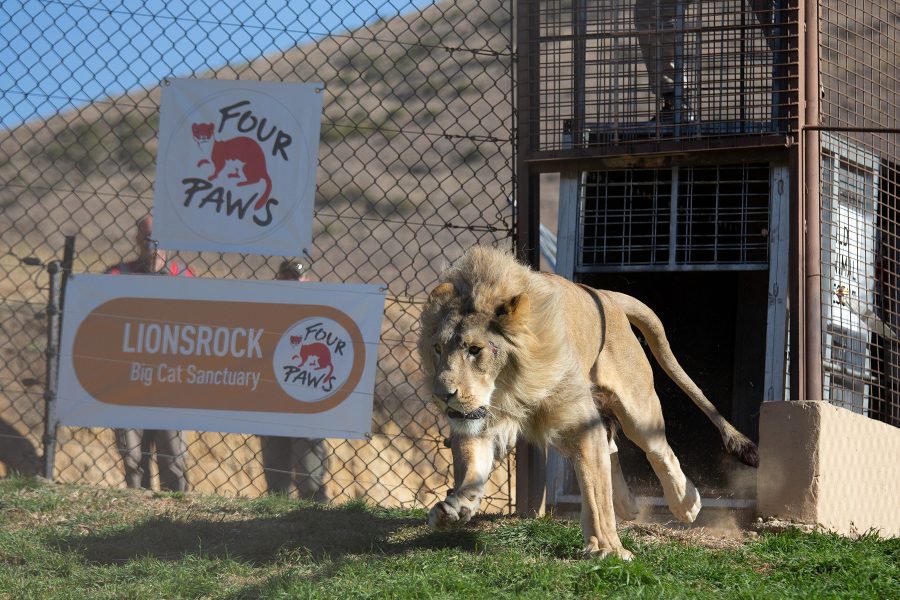 5 lions, saved from unsuitable and unsafe conditions in Romania, have arrived safely in South Africa