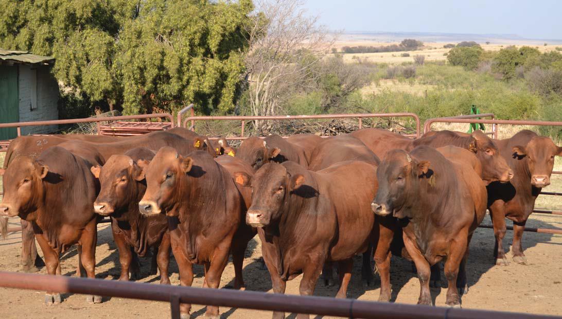 The Department of Agriculture has announced a national 21-day ban on moving cattle to curb the spread of foot-and-mouth disease